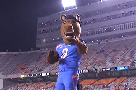 The Unique Personality Traits of Buster Bronco: What Makes Him Stand Out
